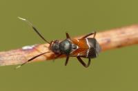 Pilophorus cinnamopterus