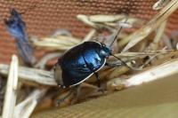 Canthophorus dubius