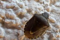 Holcostethus sphacelatus
