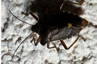 Pentatoma rufipes