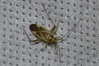 Adelphocoris lineolatus