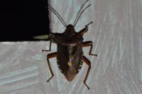 Pentatoma rufipes