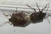Halyomorpha halys