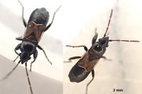 Macrodema microptera