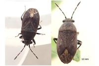 Stygnocoris fuligineus