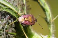 Dolycoris baccarum