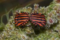 Graphosoma italicum italicum