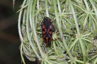 Spilostethus saxatilis