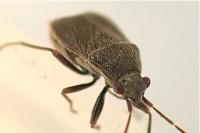 Stygnocoris rusticus