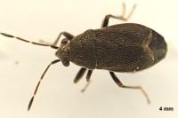 Stygnocoris rusticus