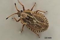 Lasiacantha capucina capucina