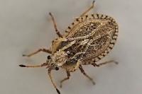 Lasiacantha capucina capucina