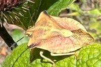 Carpocoris fuscispinus