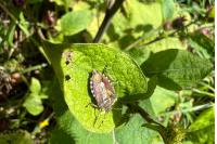 Dolycoris baccarum