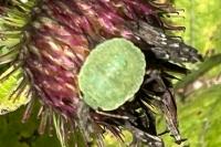 Palomena prasina