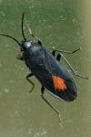 Aphanus rolandri