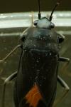 Aphanus rolandri