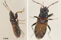 Ischnocoris hemipterus