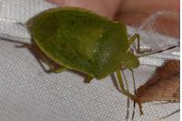 Nezara viridula