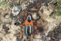 Prostemma guttula