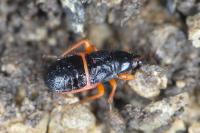 Prostemma guttula