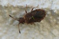 Bathysolen nubilus