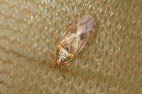 Chilacis typhae