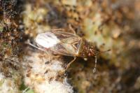 Chilacis typhae