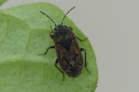 Trapezonotus arenarius arenarius