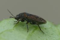 Trapezonotus arenarius arenarius