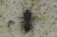 Megalonotus emarginatus