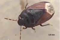 Ochetostethus nanus