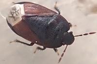 Ochetostethus nanus
