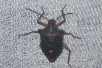 Pentatoma rufipes