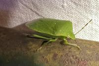 Nezara viridula