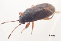 Stygnocoris sabulosus
