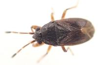 Stygnocoris sabulosus
