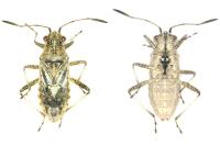Rhopalus parumpunctatus
