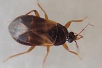 Lyctocoris campestris