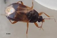 Lyctocoris campestris