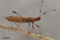 Berytinus crassipes