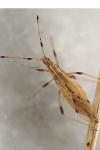 Berytinus crassipes