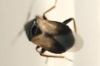 Xylocoris galactinus