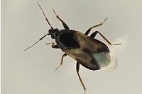 Xylocoris galactinus
