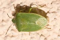 Nezara viridula