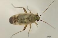 Europiella artemisiae