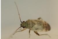 Europiella artemisiae