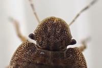 Sciocoris microphthalmus