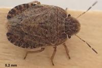 Sciocoris microphthalmus