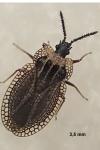 Kalama tricornis